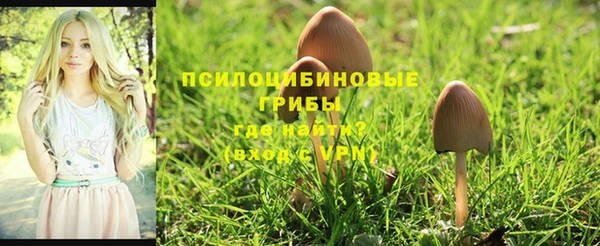 прущие грибы Алзамай