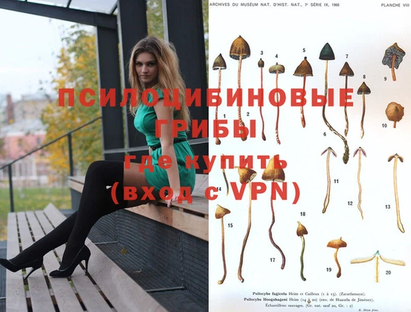 прущие грибы Алзамай